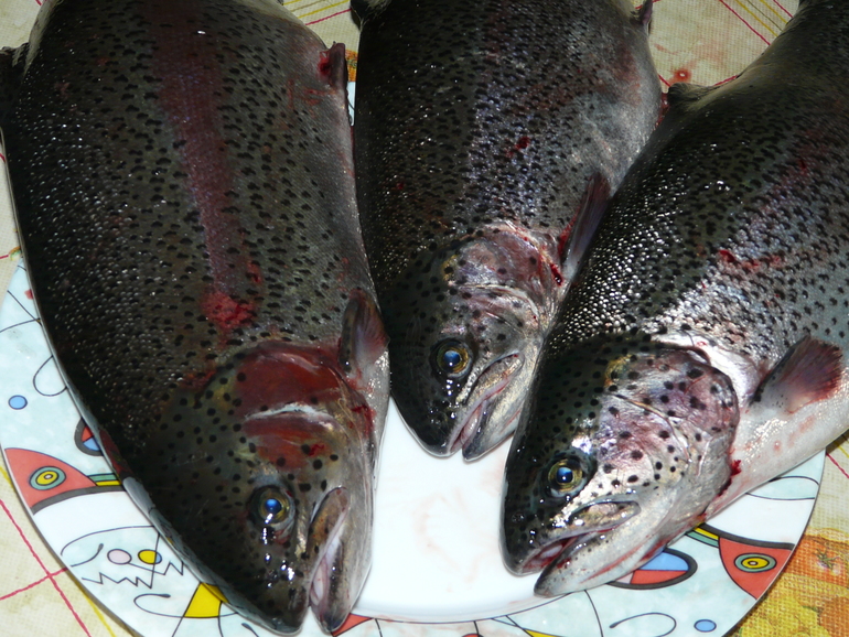 Форелевая ферма