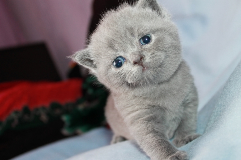 Маленькие непоседы ищут заботливых хозяев!