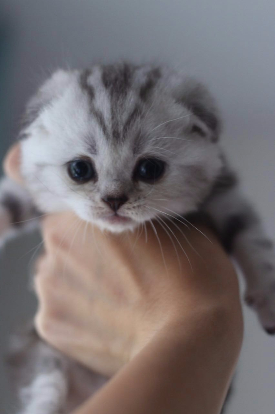 Продажа шотландских котят