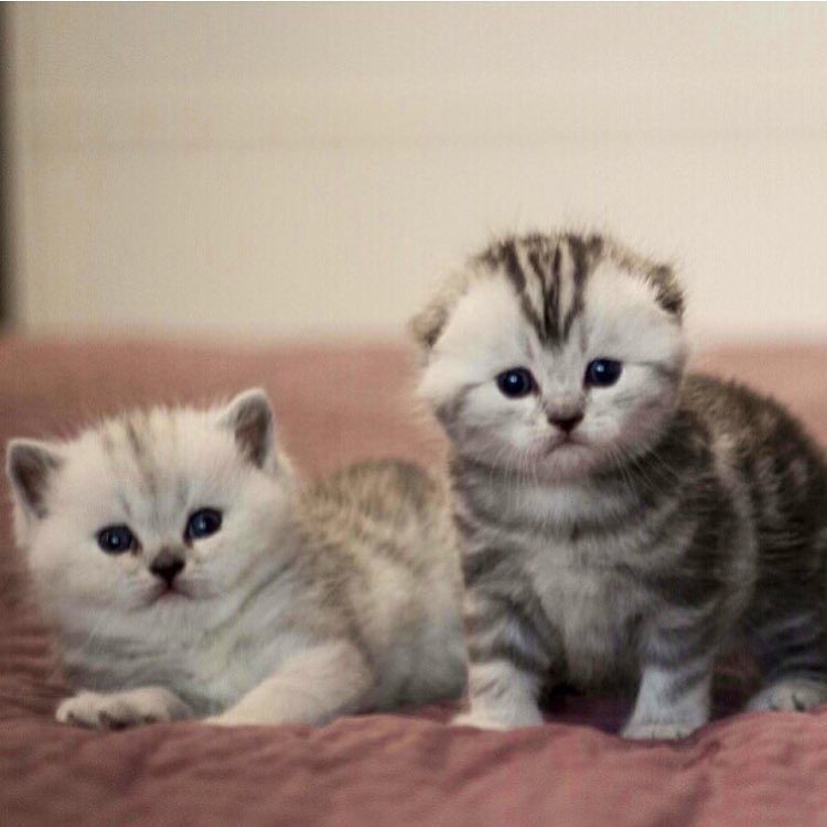 Шотландские котята