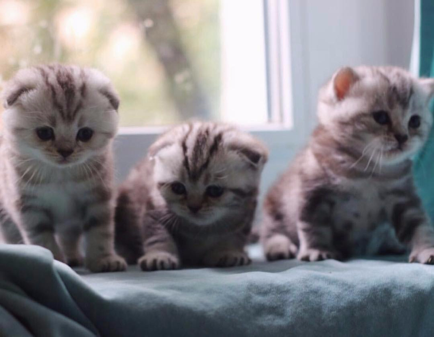 Шотландские котята