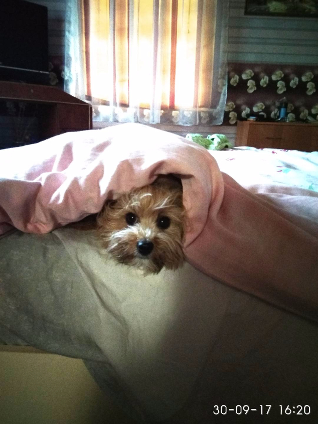 Картинка