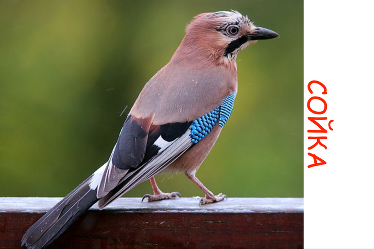 Дела птичьи )