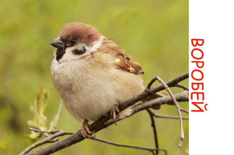 Дела птичьи )