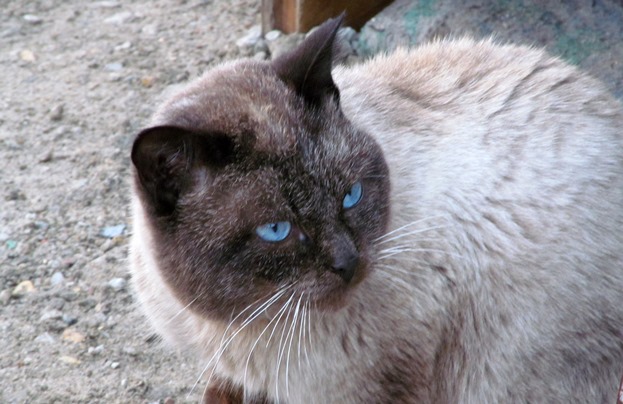 Вот такой красавец))))