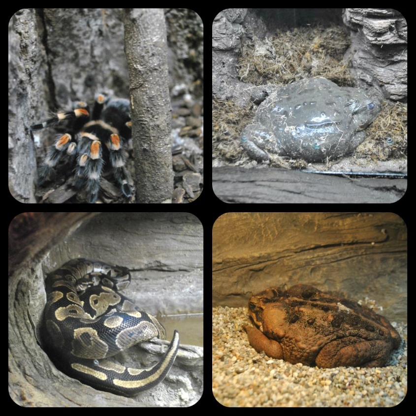 Океанариум-экзотариум «Тайны океана» и «Сад бабочек»: наши впечатления