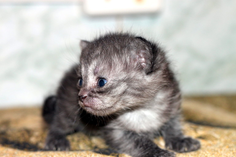 У нас родились полубританцы