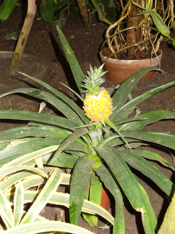 Выставка в аптекарском огороде