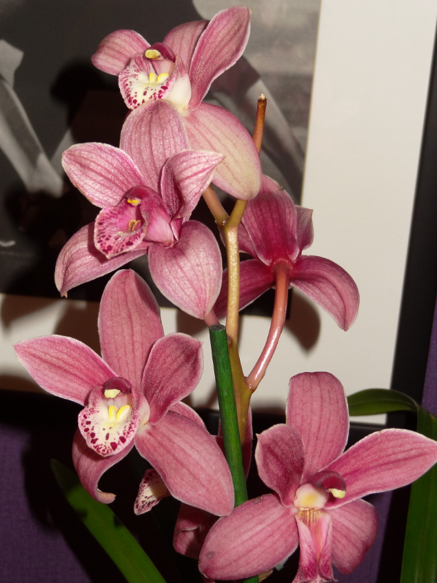 Мои орхидейные новички и не много старичков))))))