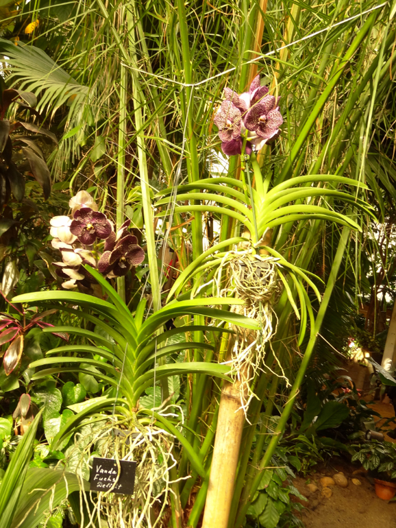 Выставка в аптекарском огороде