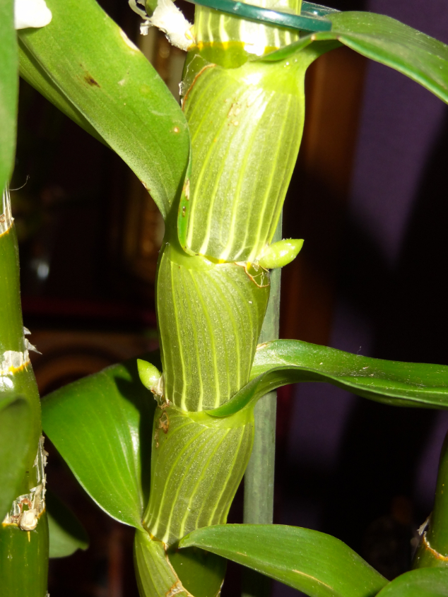 Не такие уж замысловатые эти Дендробиумы