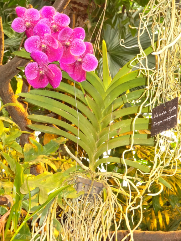 Выставка в аптекарском огороде