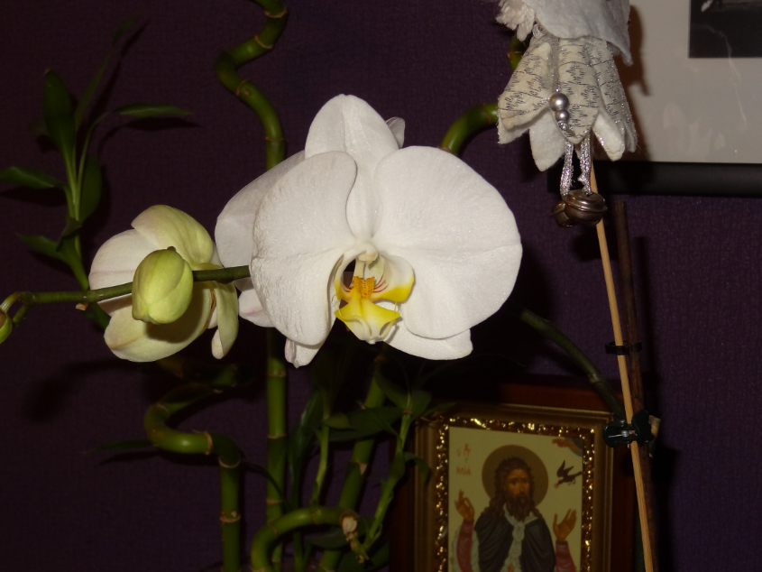 Мои орхидейные новички и не много старичков))))))