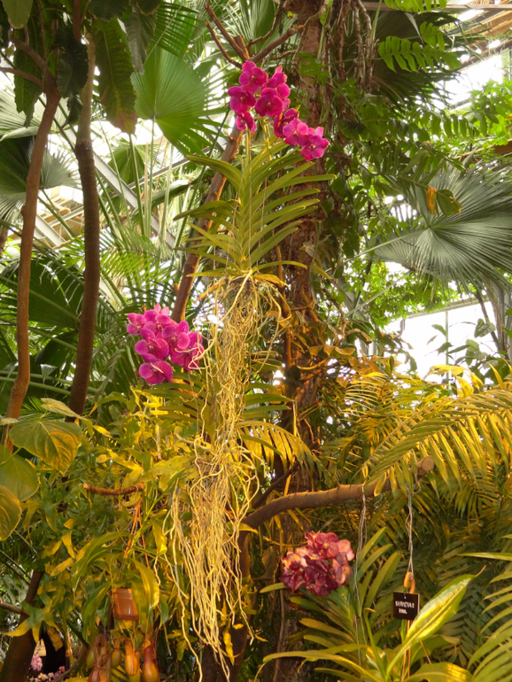 Выставка в аптекарском огороде