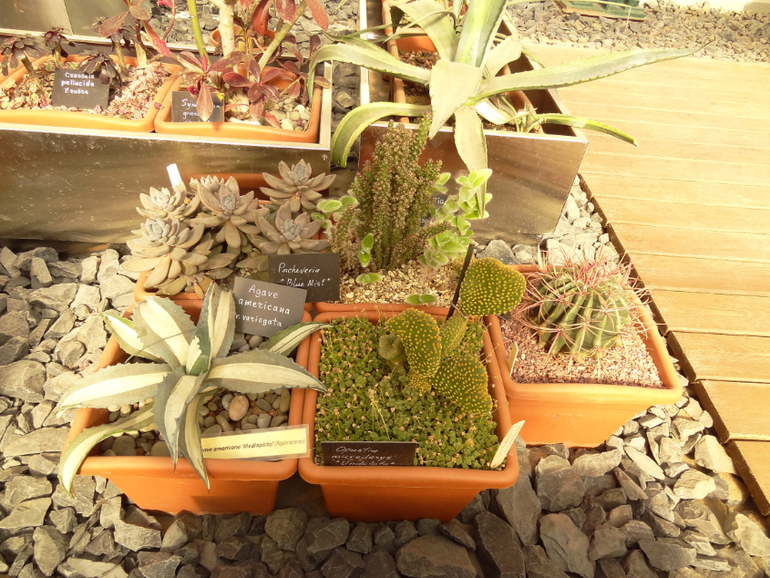 Выставка суккулентов в Аптекарском огороде
