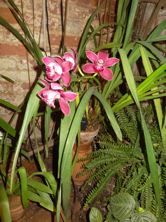 Выставка в аптекарском огороде