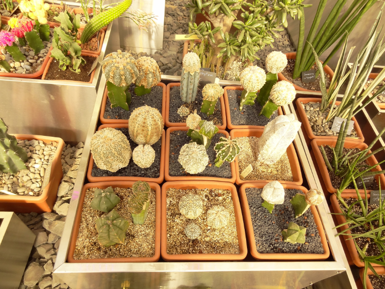 Выставка суккулентов в Аптекарском огороде