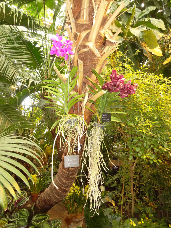 Выставка в аптекарском огороде