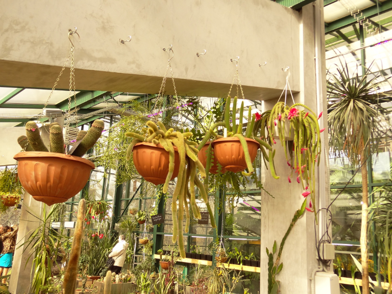 Выставка суккулентов в Аптекарском огороде