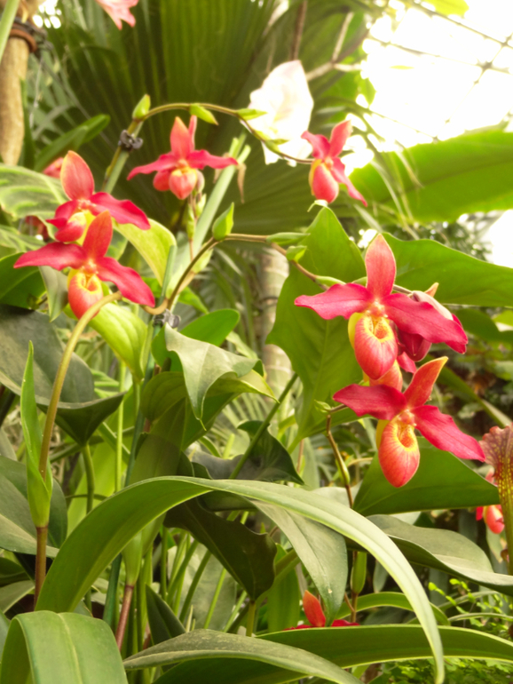 Выставка в аптекарском огороде