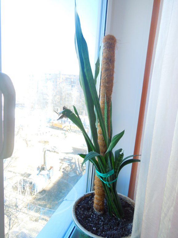 Отдам даром хорошие цветочки, но без горшков