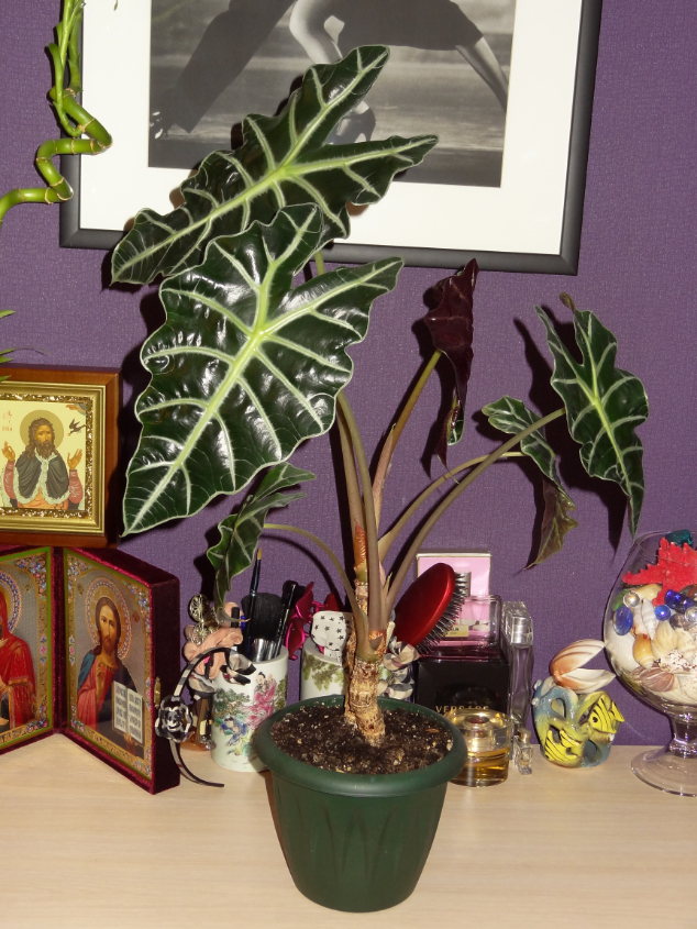 Мои орхидейные новички и не много старичков))))))