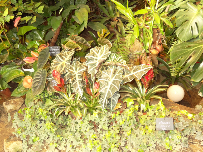 Выставка в аптекарском огороде