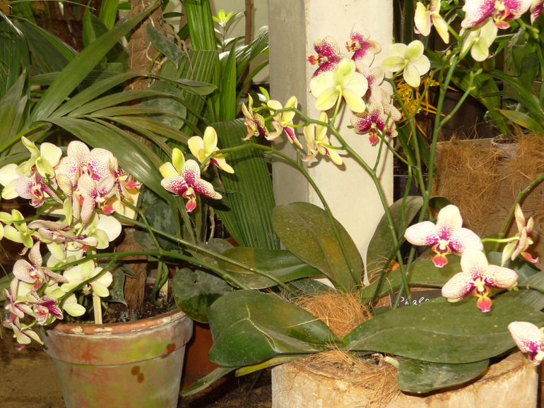 Выставка в аптекарском огороде