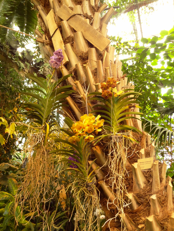 Выставка в аптекарском огороде