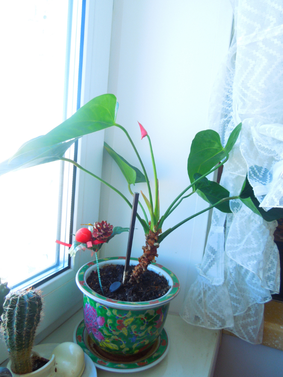 Отдам даром хорошие цветочки, но без горшков