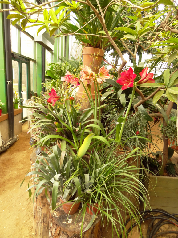 Выставка в аптекарском огороде