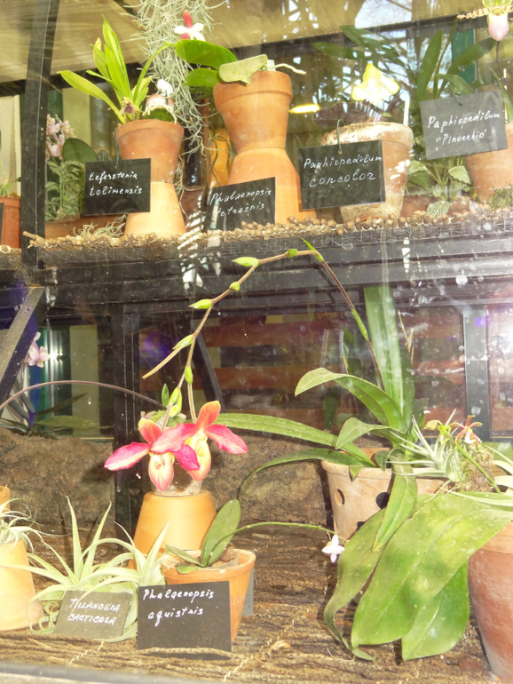 Выставка в аптекарском огороде