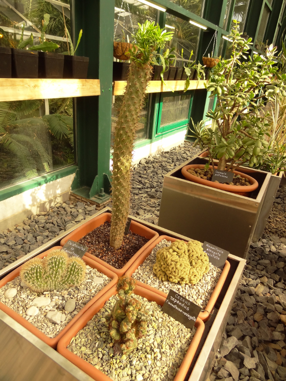 Выставка суккулентов в Аптекарском огороде