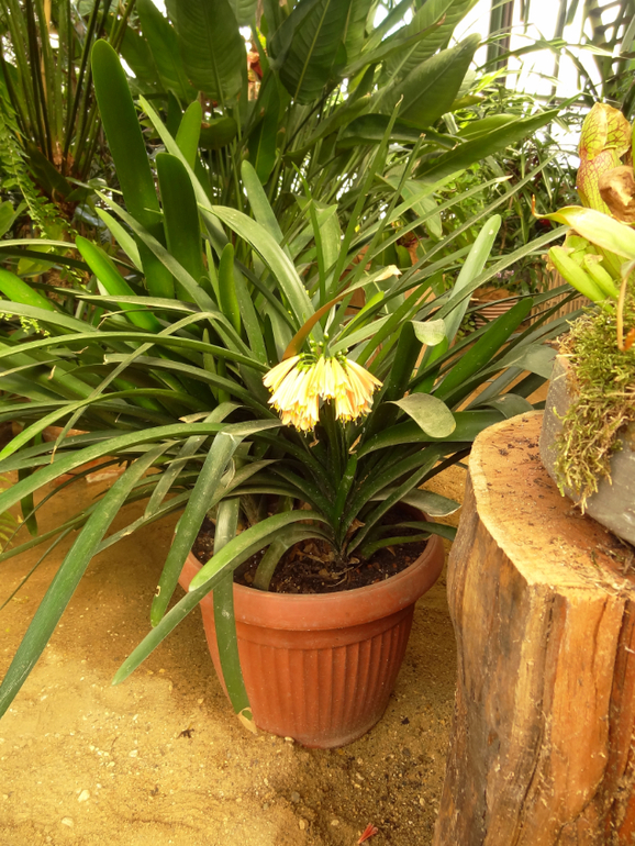 Выставка в аптекарском огороде