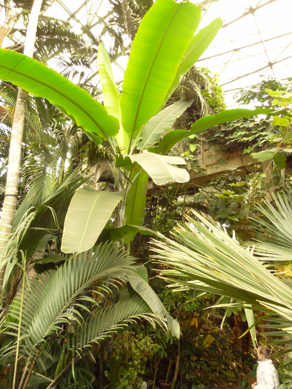 Выставка в аптекарском огороде