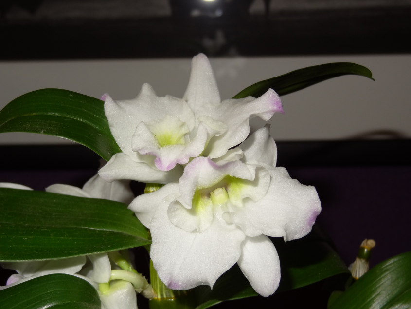 Не такие уж замысловатые эти Дендробиумы