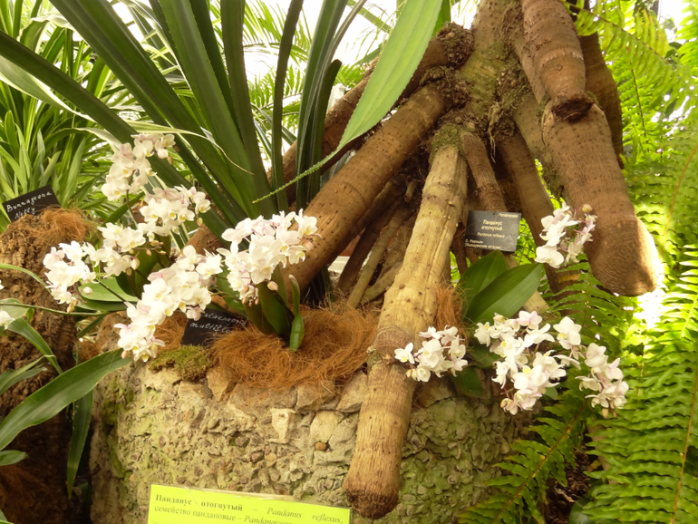 Выставка в аптекарском огороде