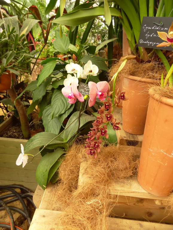 Выставка в аптекарском огороде