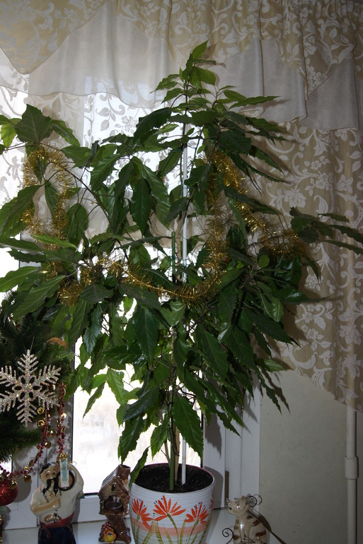 Мои гибискусы