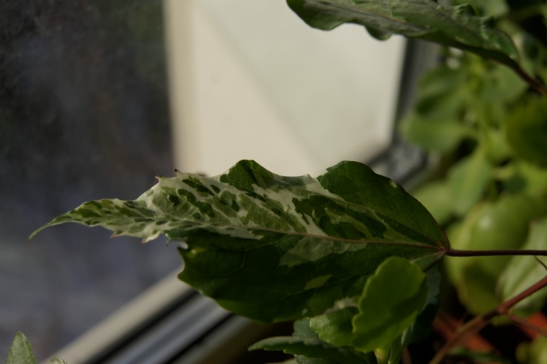 Мои гибискусы