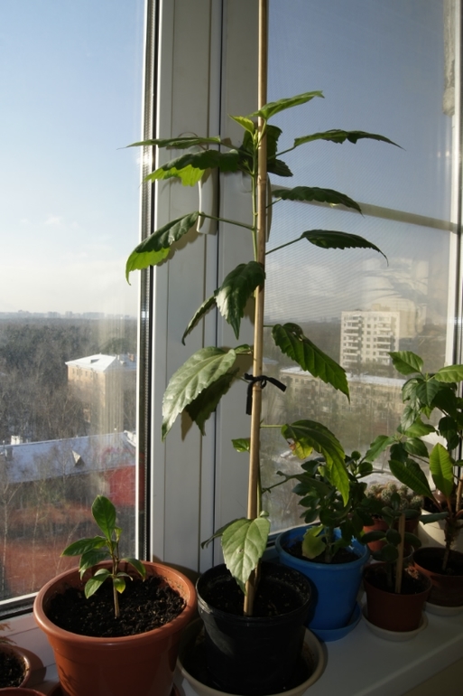 Мои гибискусы