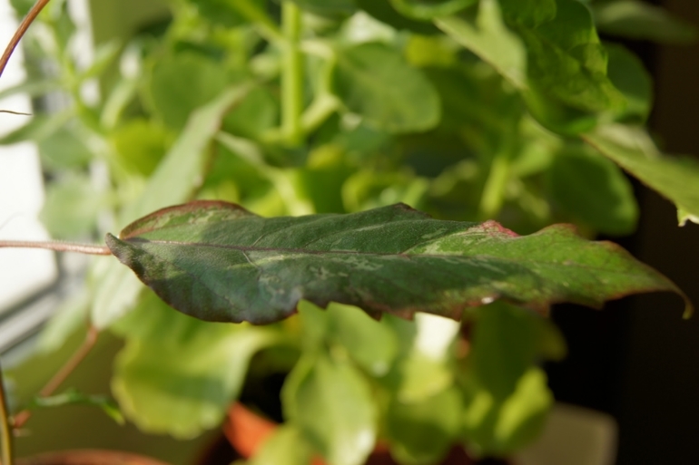 Мои гибискусы