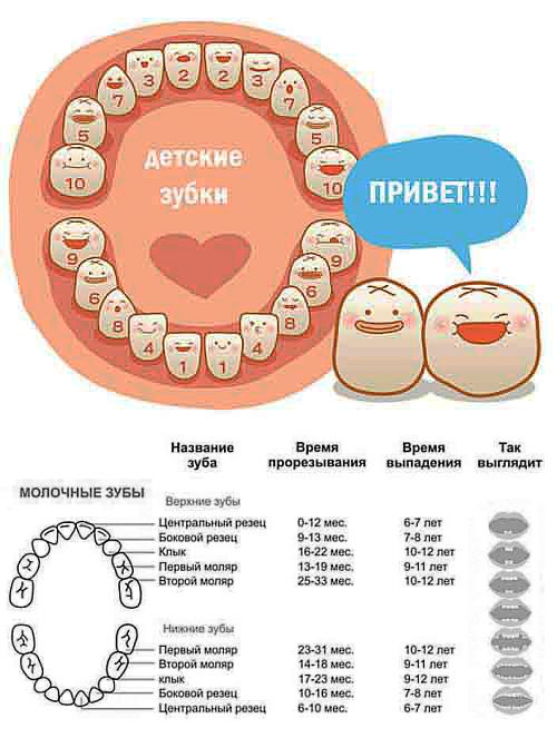 Как вылезают молочные зубы у детей схема