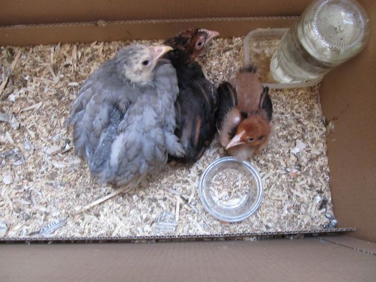 У нас снова пополнение птичника:)