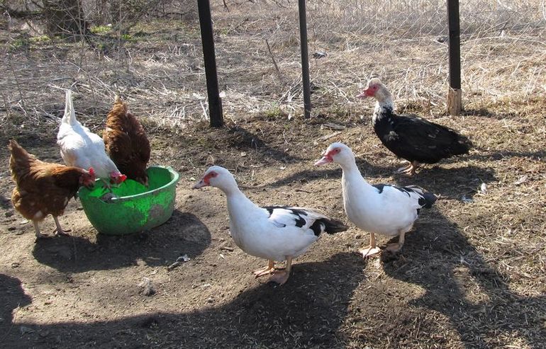 Обзавелись индоселезнем