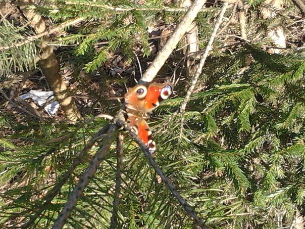 Весна идет!!!!!!