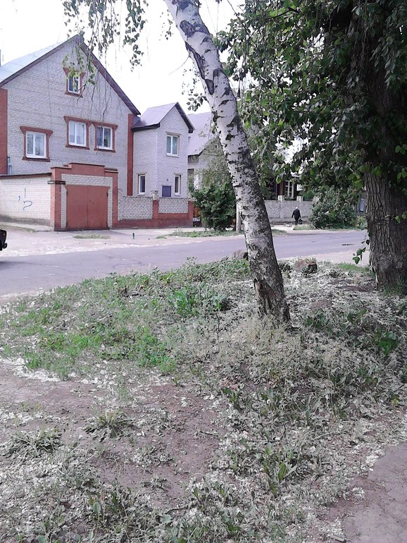 Когда деревья были большими....