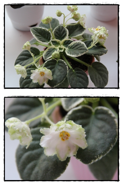 Весенее настроение