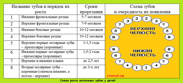 Зубы детей сколько месяцев. Нормы зубов у детей до 1 года. Количество зубов у ребенка в 1.5 года должно. Количество зубов у ребенка в 1 год в норме. Сколько зубов должно быть у ребёнка в 1 год и 1 месяц.