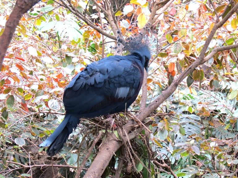 Loro Parque Tenerife (Лоро-парк Тенерифе)
